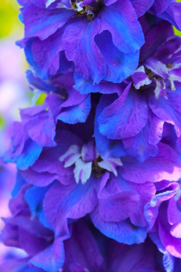 Delphinium 'Guardian Blue' in bloom and up close  ©Hoffie Nursery
