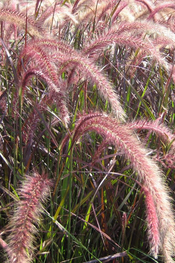 Pennisetum 'Rubrum' planted in mass in a natural garden showing the red stripy leaves and burgundy plumes ©Hoffie Nursery