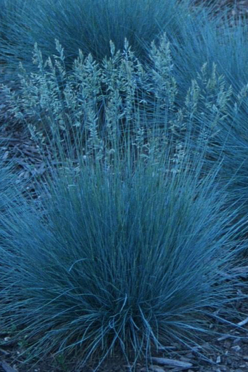 Festuca 'Elijah Blue' with its summer plumes planted in mass. ©Hoffie Nursery