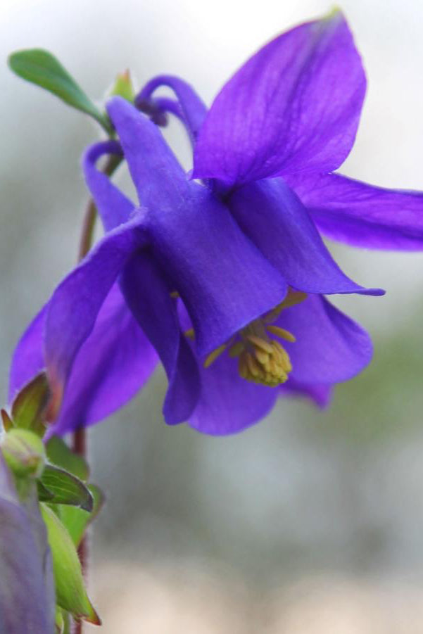 Aquilegia alpina in bloom with the royal purple flower ©Hoffie Nursery