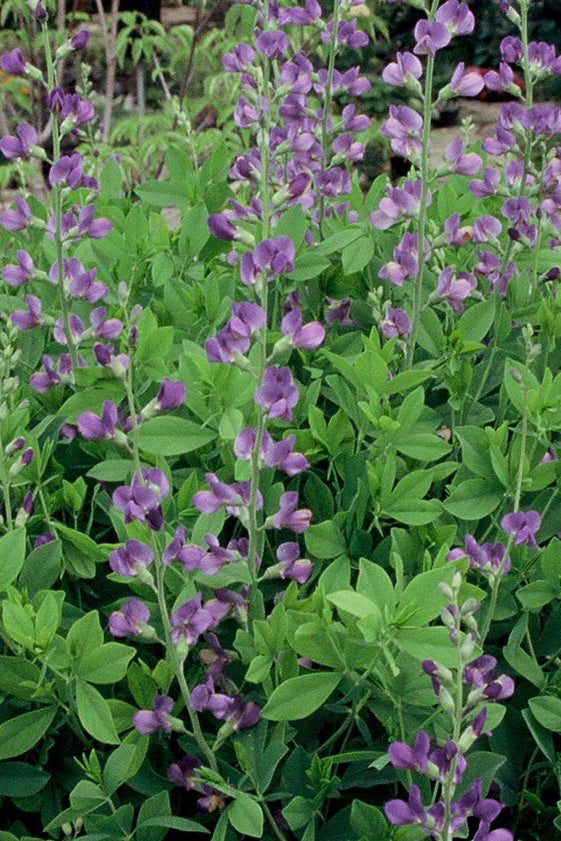 Baptisia australis plants in a garden and in bloom ©Hoffie Nursery