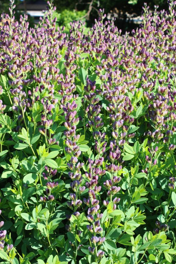  Baptisia 'Twilite Prairieblues' planted in multiples and in bud form ©Hoffie Nursery