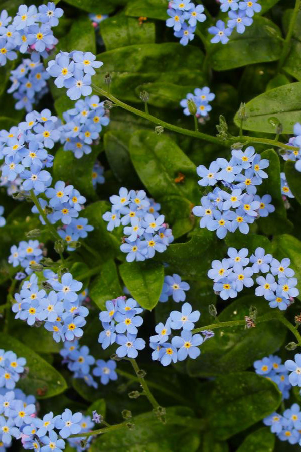 'Victoria Blue' Myosotis  showing up close the bright blue cute flowers. ©Hoffie Nursery
