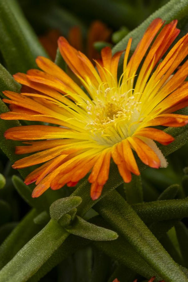 Delosperma 'Delmara Orange' ice plant in bloom with its orange flowers above the succulent leaves. ©Hoffie Nursery