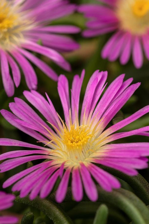 The neon pink flowers of the Delosperma 'Delmara Pink' ice plant ©Hoffie Nursery