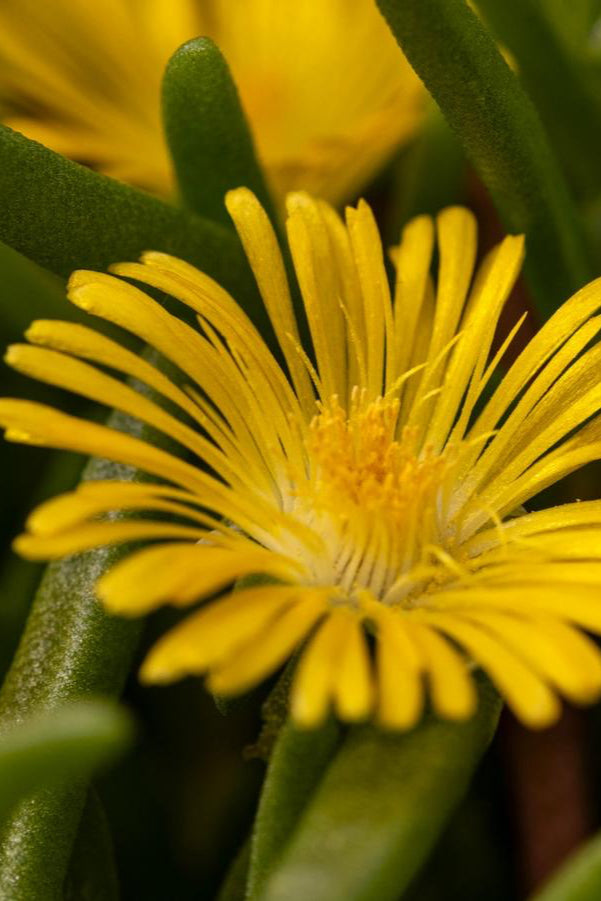 The bright yellow daisy like flowers of the Delosperma 'Delmara Yellow' up close.  ©Hoffie nursery