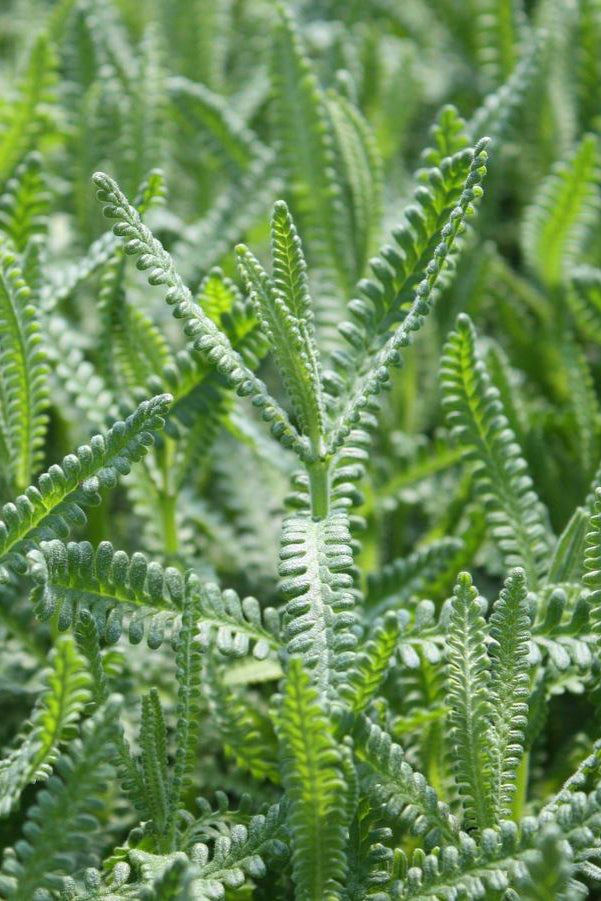 French Lavender leaves green and serrated ©Hoffie Nursery