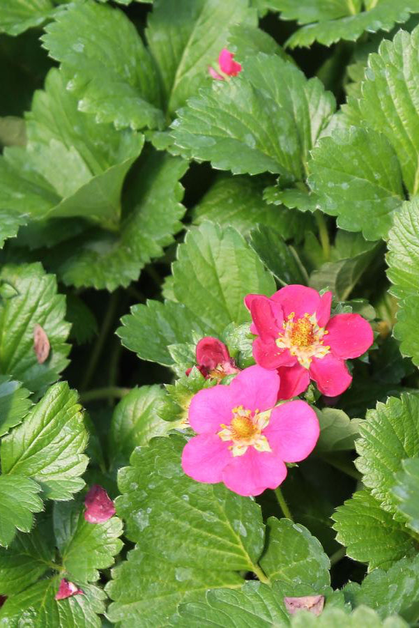 'Tristan' strawberry plant in bloom with its pink flowers ©Hoffie Nursery