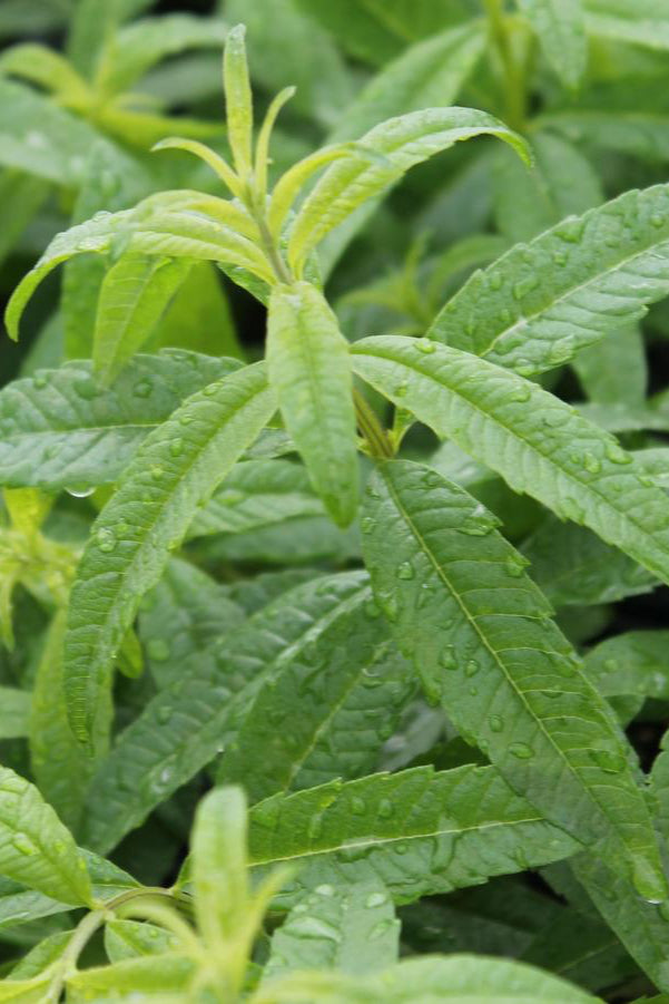 Aloysia triphylla "Lemon Verbena" up close showing the green leaves covered in waterdrops ©Hoffie Nursery