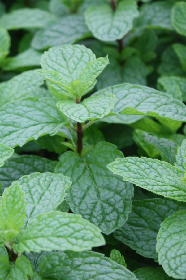 Mojito Mint up close showing off the leaves ©Hoffie Nursery