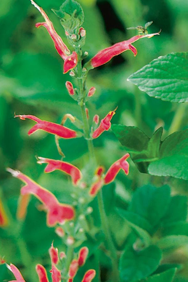 Pineapple Sage plant in bloom and up close showing the red flowers. ©Hoffie Nursery