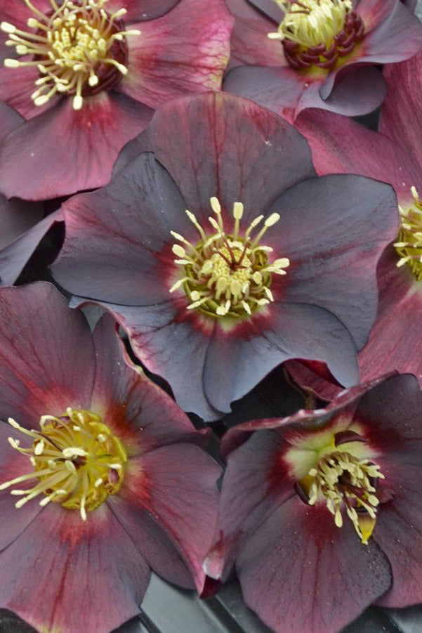Helleborus 'Rome in Red' showing the dark Burgundy flowers up close ©Hoffie Nursery
