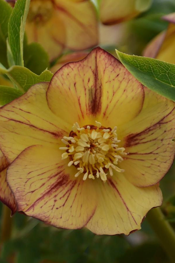 Helleborus 'Tropical Sunset' flowers in bloom and up close showing the yellow petals with burgundy edging ©Hoffie Nursery