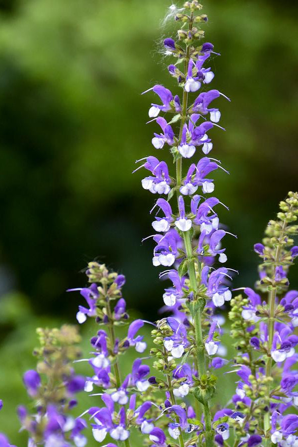 Saliva 'Azure Snow' planted in mass and blooming.  ©Hoffie Nursery