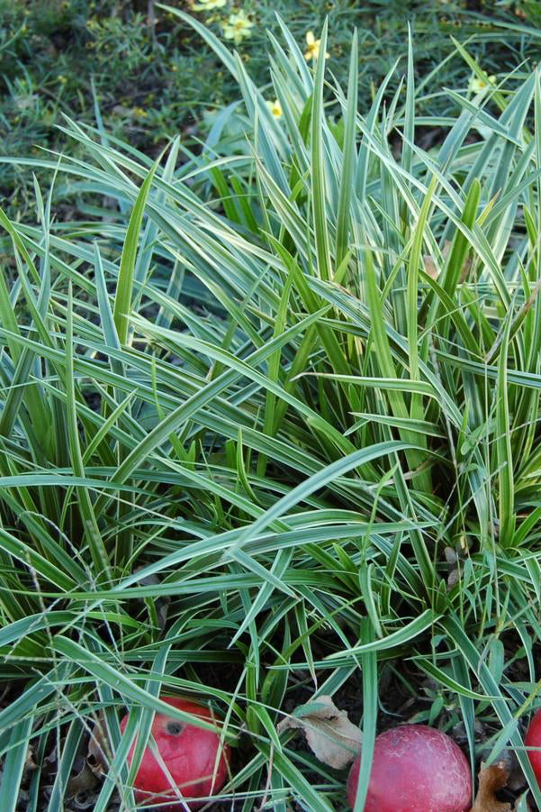 Carex 'Ice Dance' in en mass in a garden setting  with its graceful arching blades of green with white margins.  ©Hoffie Nursery