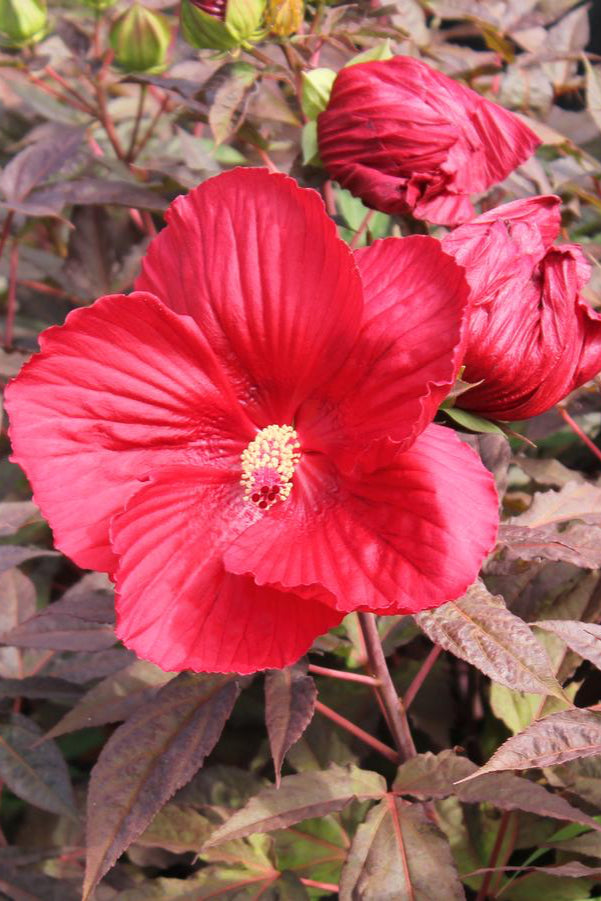The massive deep red flower of Hibiscus 'Midnight Marvel'  ©Hoffie Nursery