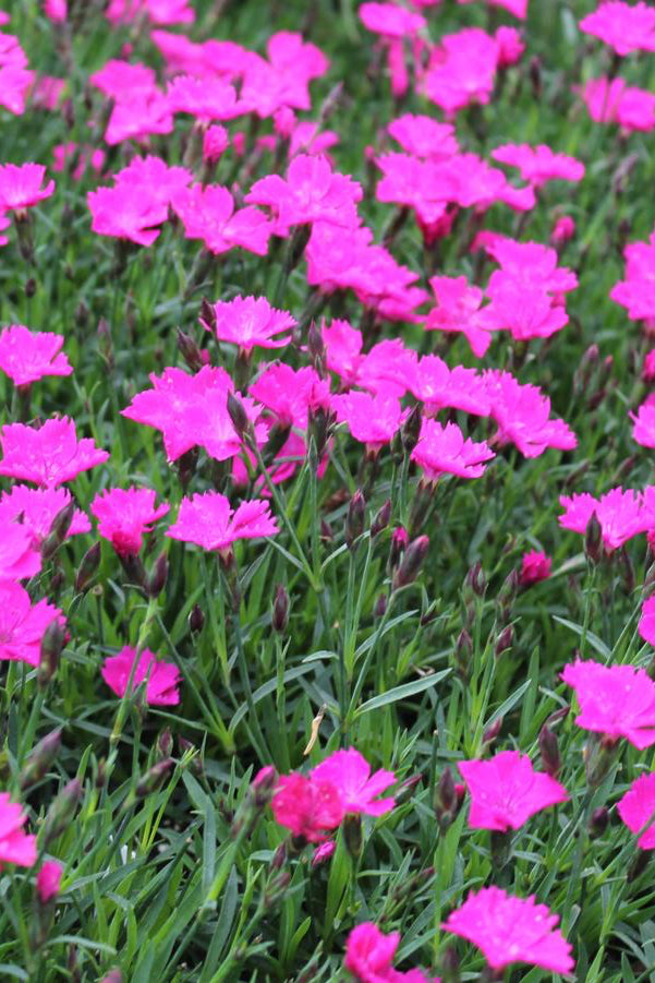 Dianthus 'Beauties Kahori'  in bloom and up close  ©Hoffie Nursery