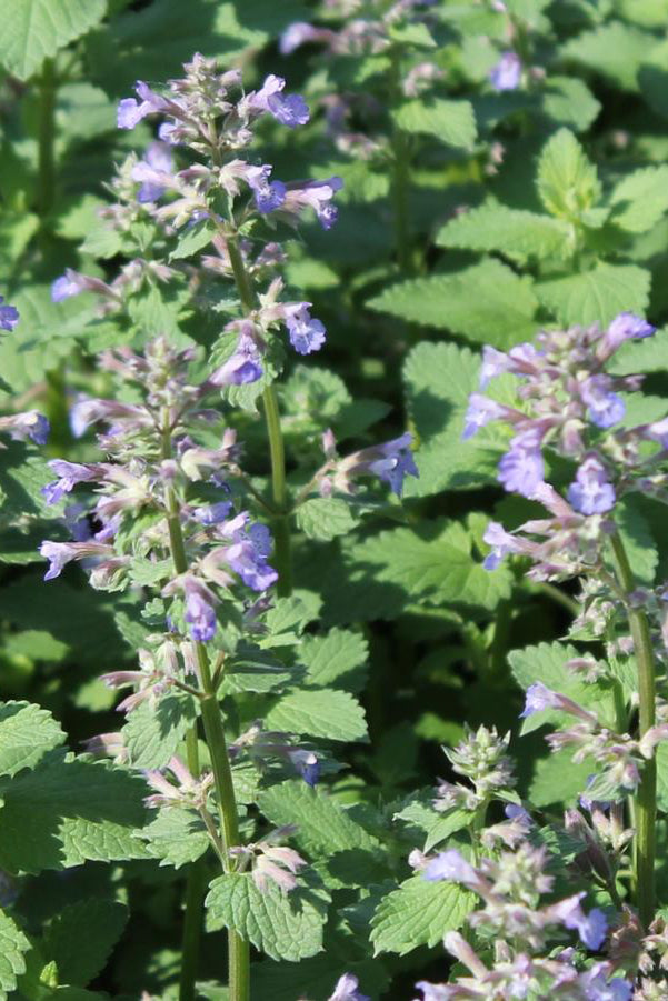 The purple blue flowers of the Nepeta 'Blue Wonder' up close  ©Sprout Home