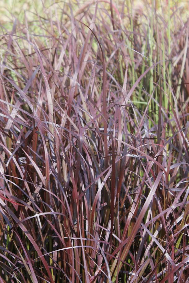 Pennisetum 'Rubrum' planted in mass in a natural garden showing the red stripy leaves ©Hoffie Nursery