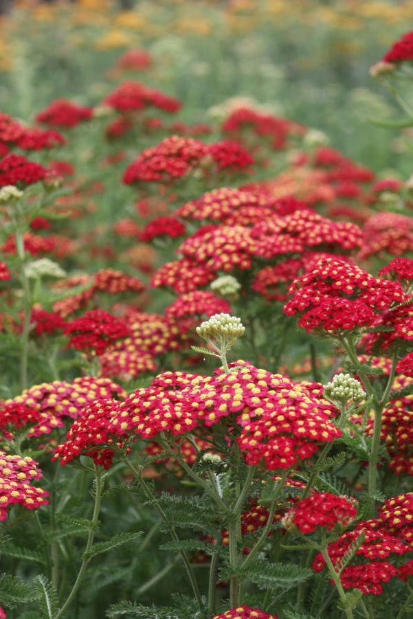 Field of blooming Achillea 'Paprika' with its flat red tops of flowers ©Hoffie Nursery.