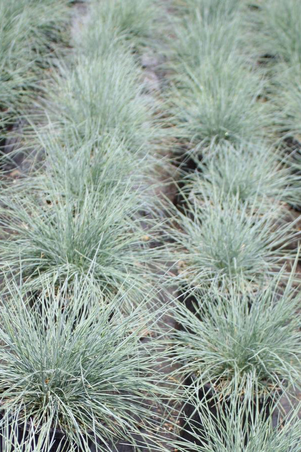 Festuca 'Elijah Blue' with its summer plumes planted in mass. ©Hoffie Nursery