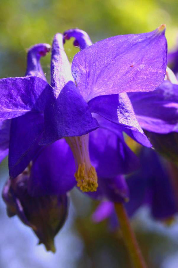 Aquilegia alpina in bloom with the royal purple flower ©Hoffie Nursery