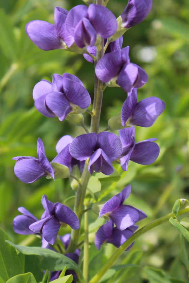 Baptisia australis plant stem with its purple open delicate looking flowers ©Hoffie Nursery