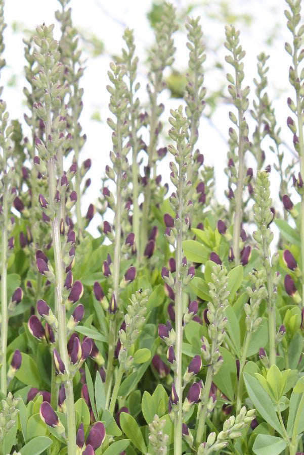  Baptisia 'Twilite Prairieblues' planted in multiples and in bud form ©Hoffie Nursery