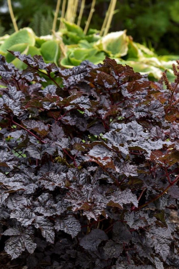 Astilbe 'Dark Side of the Moon' in bloom with its dark leaves  ©Hoffie Nursery