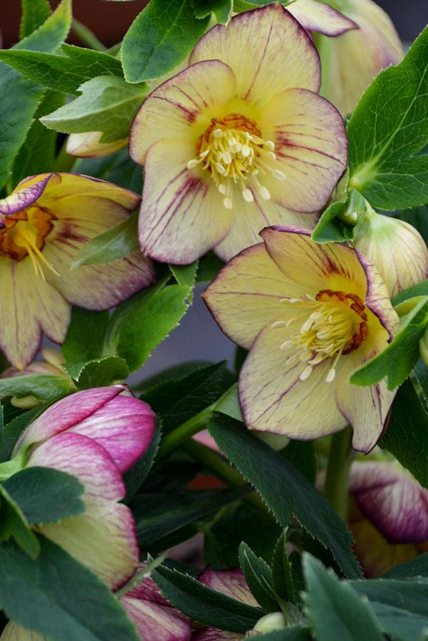 Helleborus 'Tropical Sunset' flowers in bloom and up close showing the yellow petals with burgundy edging ©Hoffie Nursery