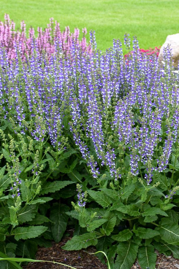 Saliva 'Azure Snow' planted in mass and blooming.  ©Hoffie Nursery