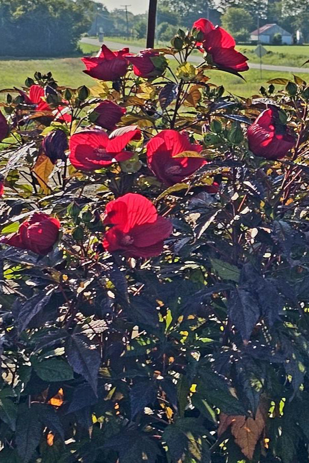 The massive deep red flower of Hibiscus 'Midnight Marvel'  planted in a landscape ©Hoffie Nursery