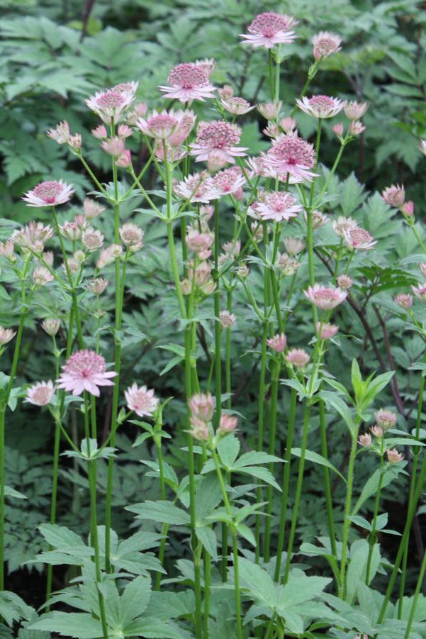 detail of the purple flowers of the Astrantia Roma in bloom and in a garden ©Hoffie Nursery