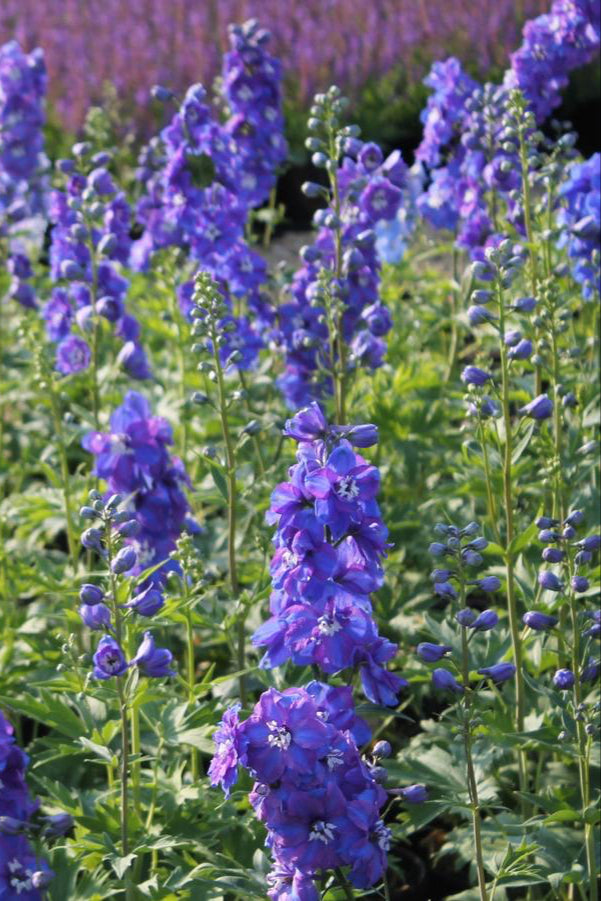 Delphinium 'Guardian Blue' planted in a mass in a garden plot in bloom  ©Hoffie Nursery