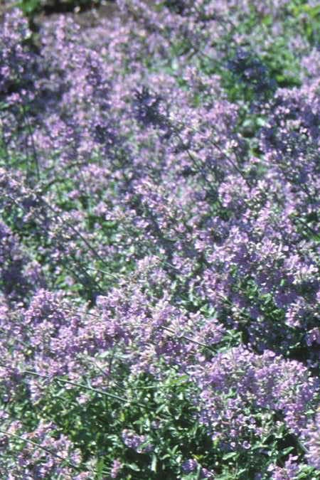 The purple blue flowers of the Nepeta 'Blue Wonder' planted in mass and carpeted in the landscape up close  ©Sprout Home