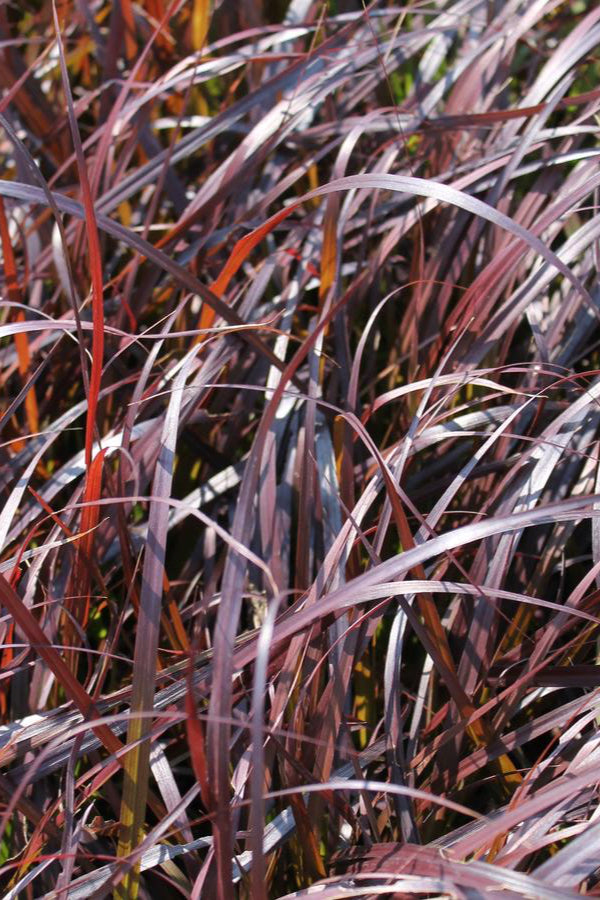 Pennisetum 'Rubrum' up close showing the red stripy leaves ©Hoffie Nursery