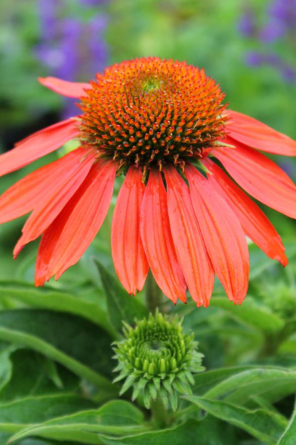 Echinacea 'Sombrero Adobe Orange'  showing off the orange flower in bloom. ©Hoffie Nursery