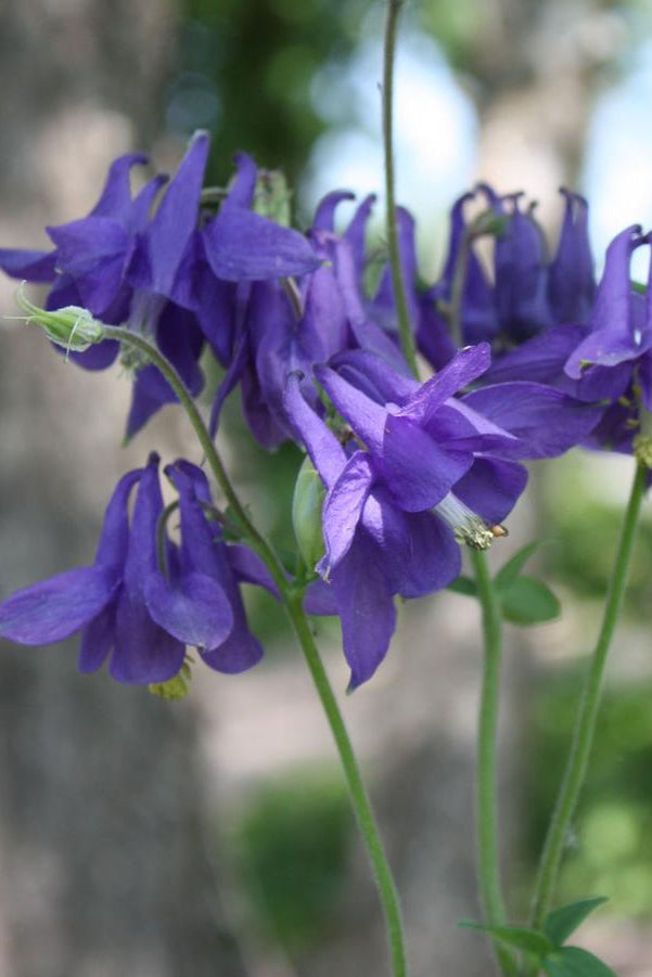 Aquilegia alpina in bloom with the royal purple flower ©Hoffie Nursery