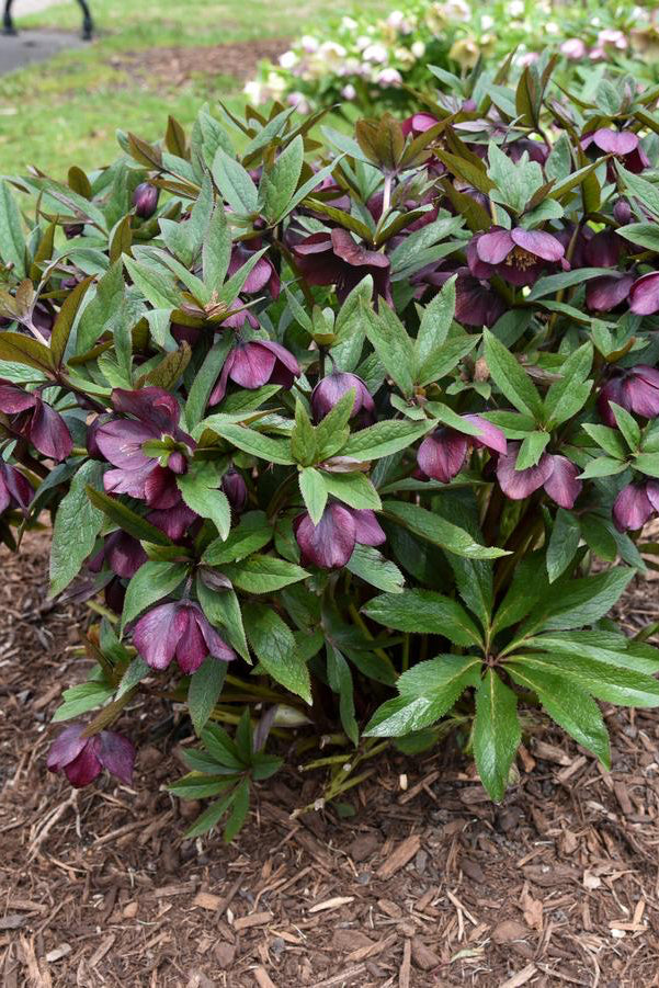 Helleborus 'Rome in Red' lenten rose in full shape and bloom ©Hoffie Nursery