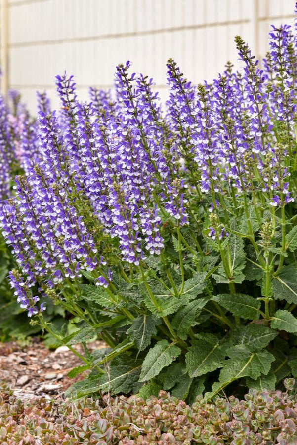 Saliva 'Azure Snow' planted in mass and blooming.  ©Hoffie Nursery
