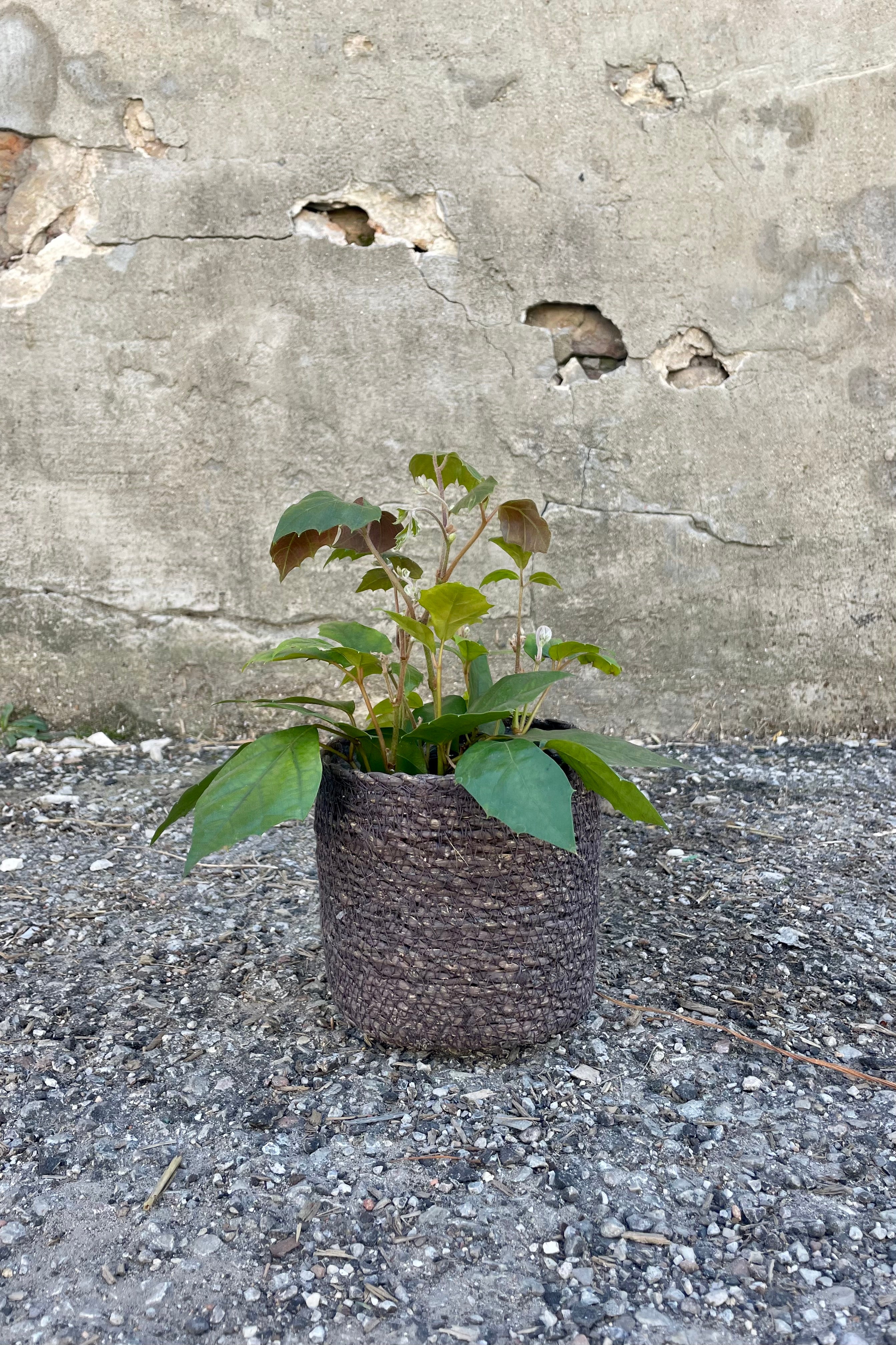 Photo of black seagrass basket with liner against a cement wall with a Cissus grape ivy plant.