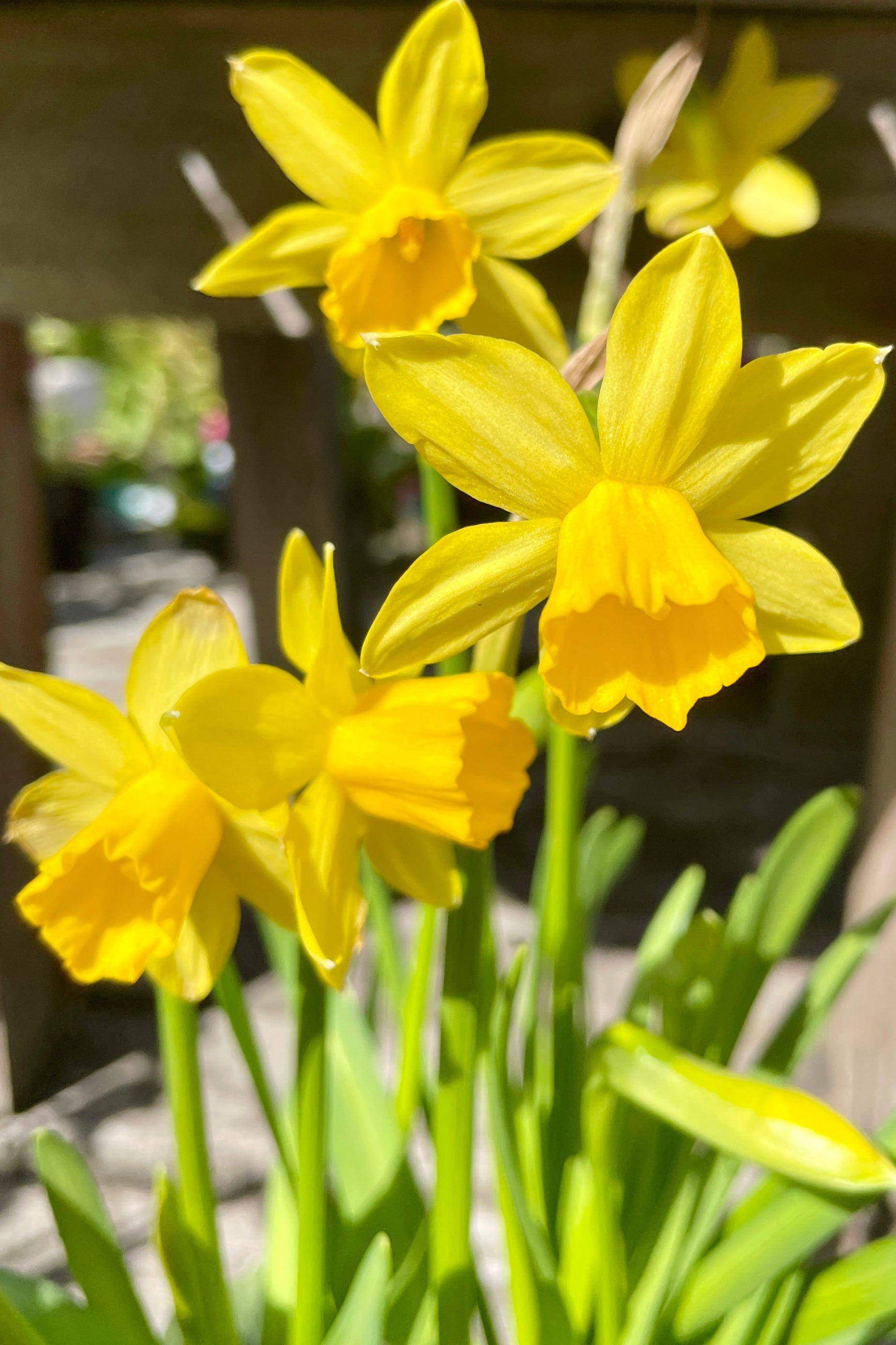 The shorter daffodil 'Tete-a-Tete' in bloom the beginning of April in the Sprout-home yard. ©Sprout Home