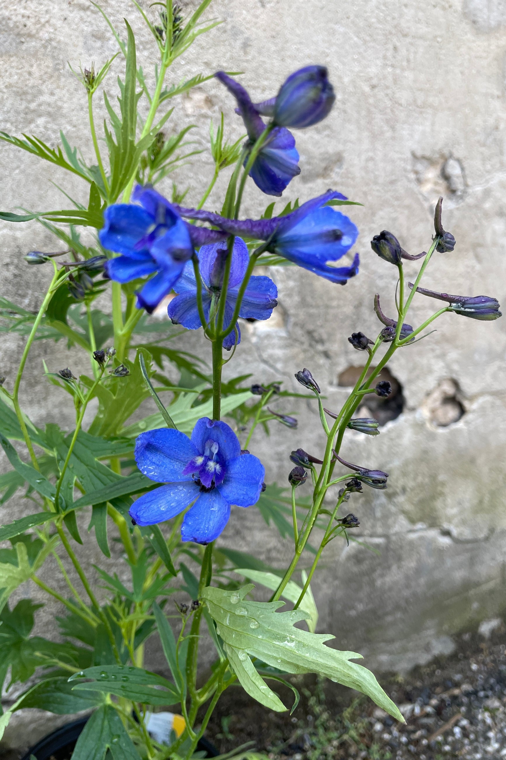 The bright blue flowers of the Delphinium 'Bellamosum' the beginning of June up close against a concrete wall at Sprout-home.  ©Sprout Home