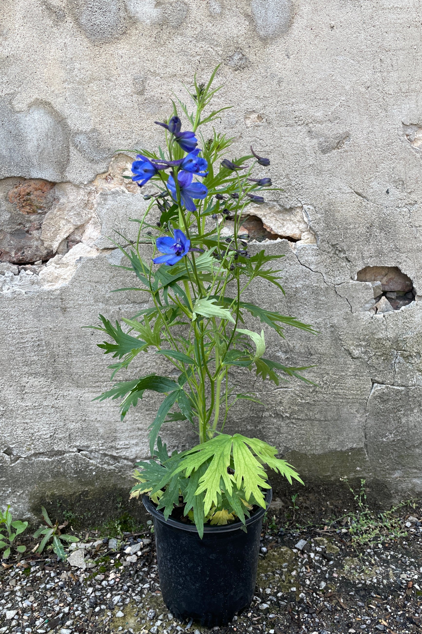 Delphinium x belladonna 'Bellamosum' in a #1 growers pot in bloom and bud the beginning of June  ©Sprout Home