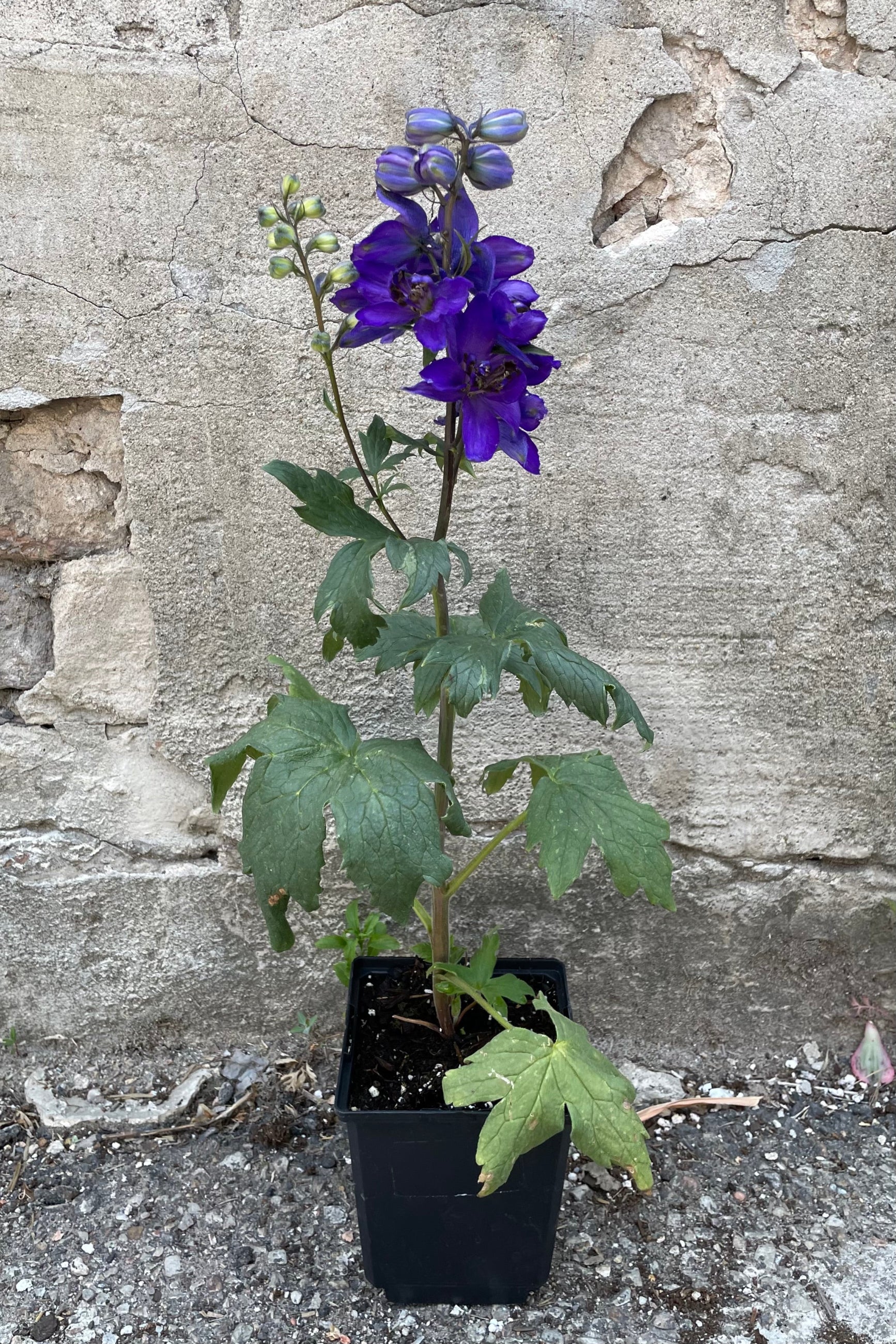 Delphinium 'Dark Blue / Dark Bee' in a 1qt growers pot blooming its dark blue purple flowers with black center the beginning of June.  ©Sprout Home