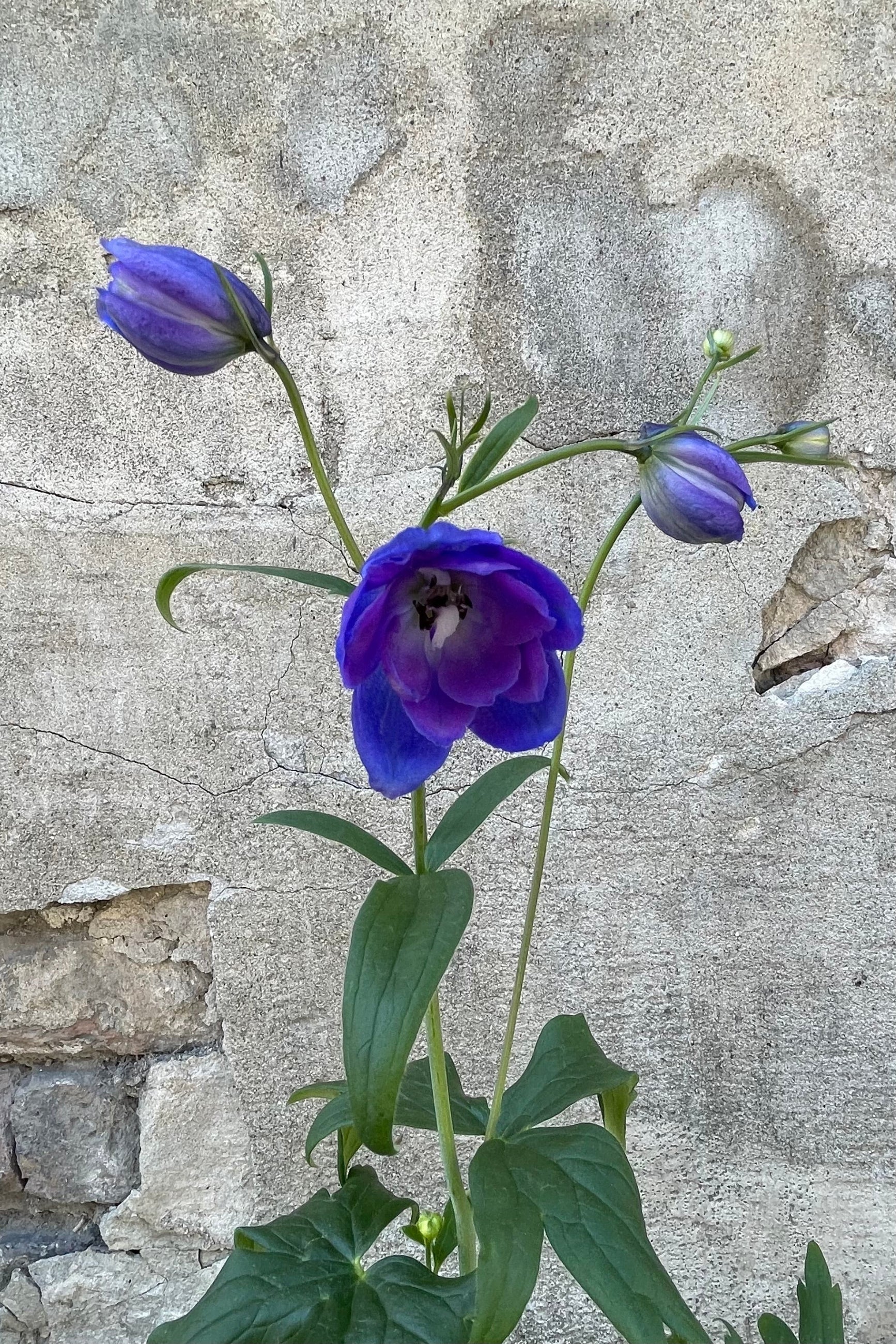 The vivid blue and purple open flower and buds of the Delphinium 'Guardian blue' mid May ©Sprout Home