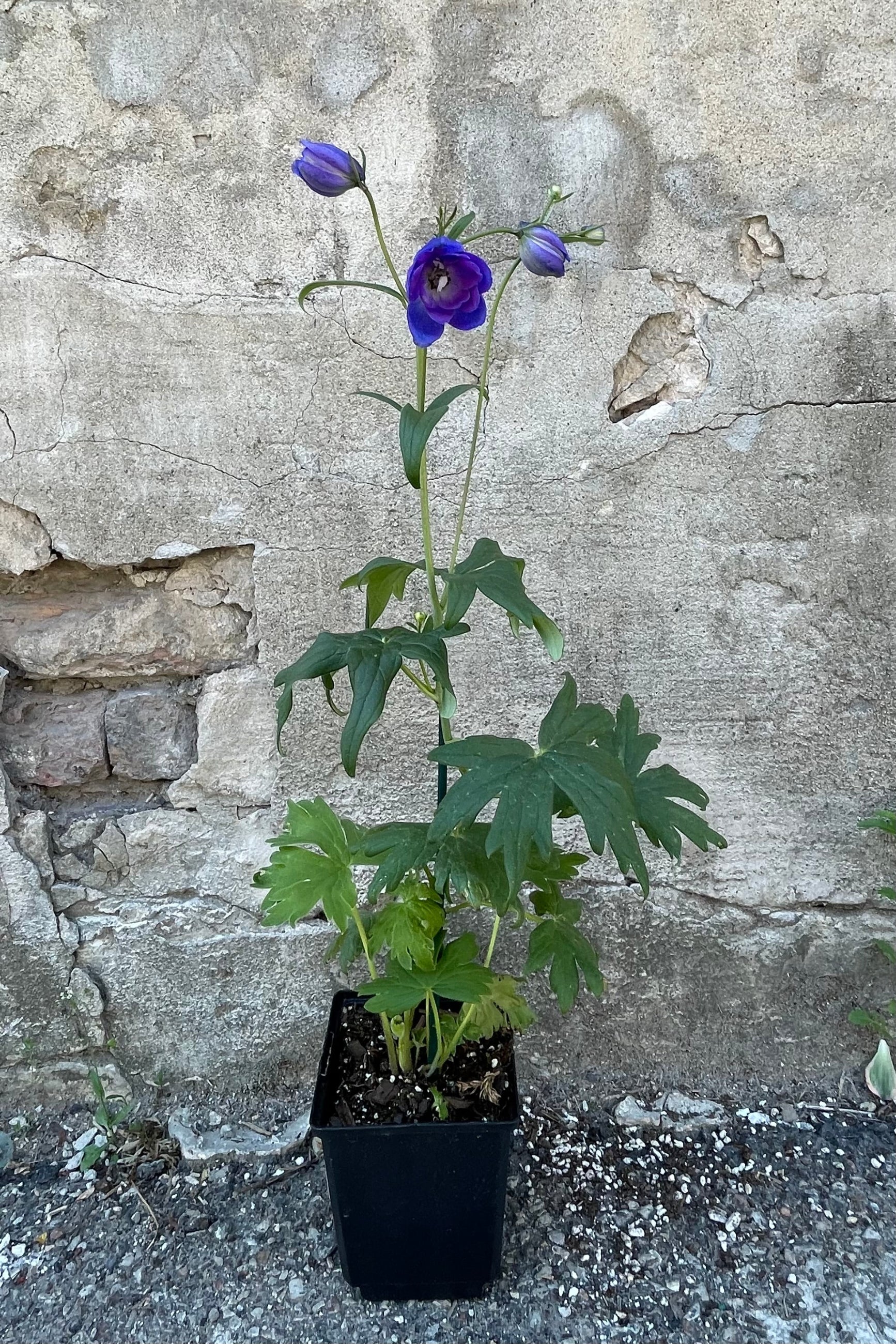 Delphinium 'Guardian Blue' in a 1qt growers pot in mid bloom middle of May in front of a concrete wall.  ©Sprout Home