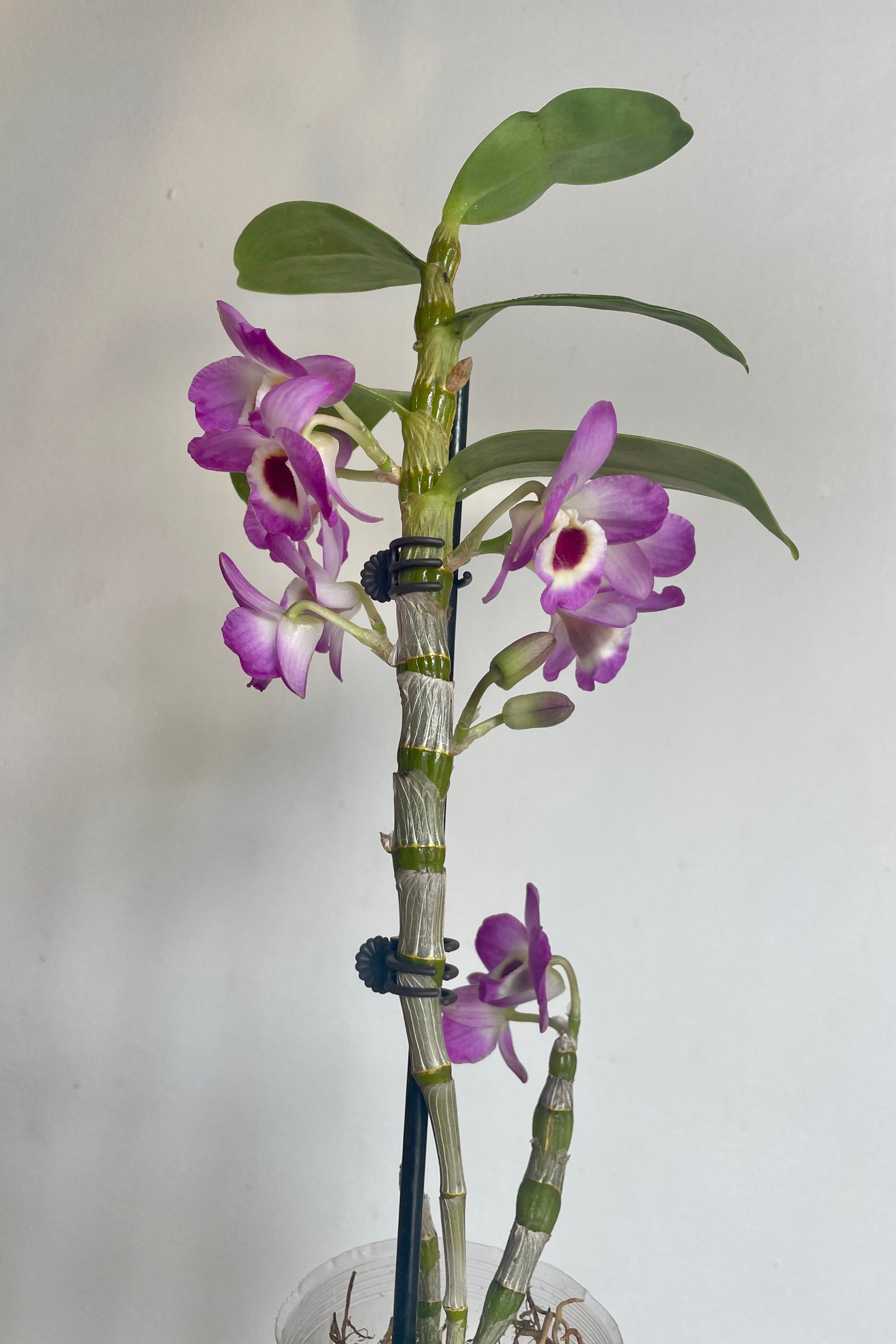 Photo of an orchid plant with leaves and flowers against a white wall. The orchid is a Dendrobium with tall canes supported by a stake. The canes have green leaves and purple and white flowers. The plant is photographed against a white wall.