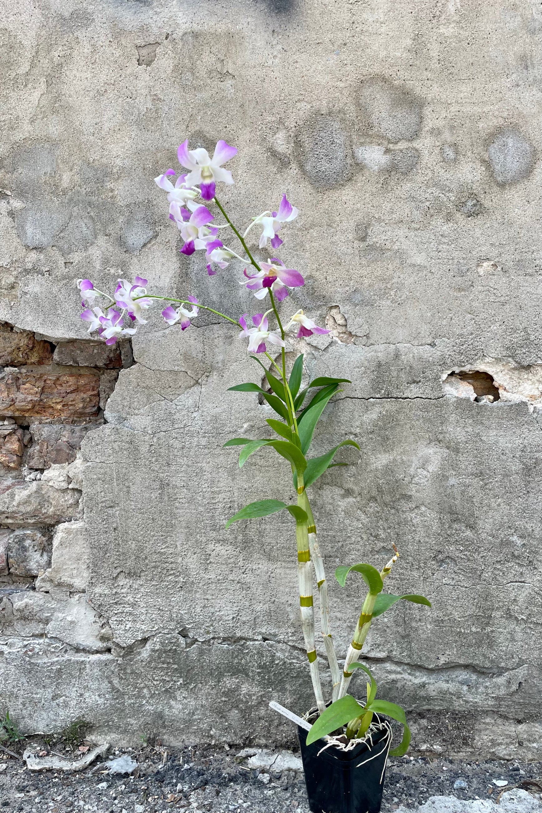 Photo of Dendrobium orchid in flower in a black nursery pot against a cement wall.