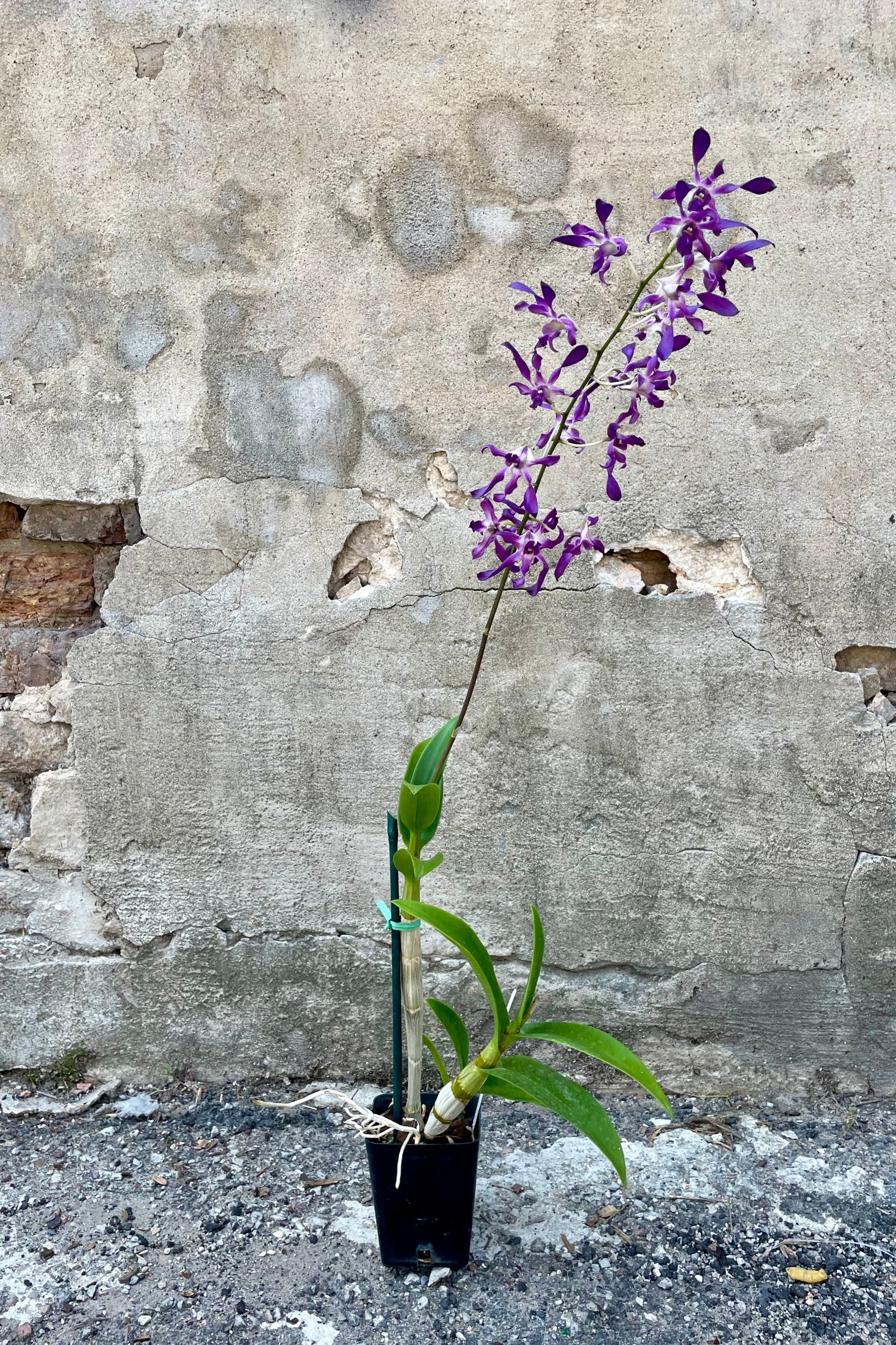 Photo of Dendrobium orchid in flower in a black nursery pot against a cement wall.